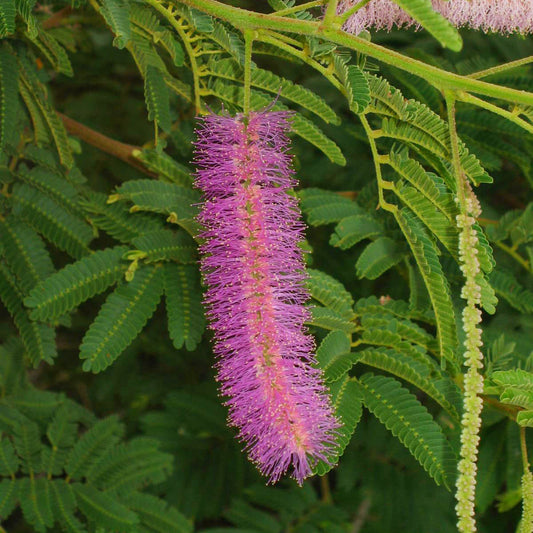 Mimosa verrucosa (Jurema) pink flower spike in bloom, botanical ingredient in Katukina Jurema rapé