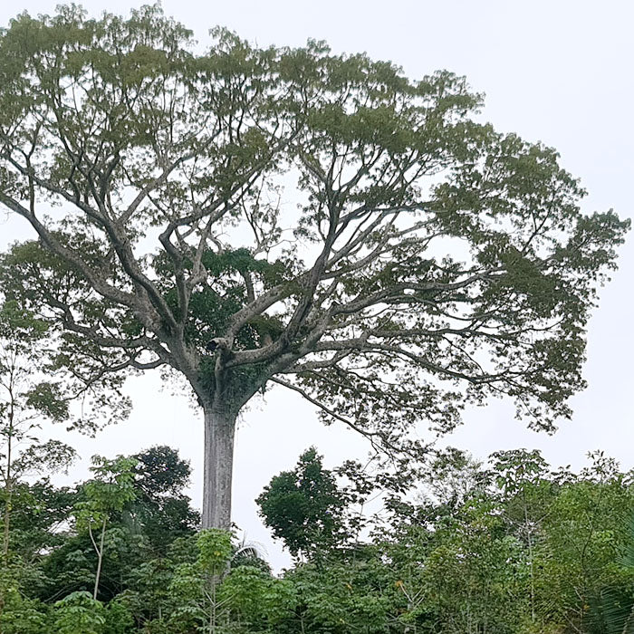 力強い Samaúma セイバ・ペンタンドラ（Ceiba pentandra）という木。樹皮、葉、根は多くの部族の薬として使われています。 