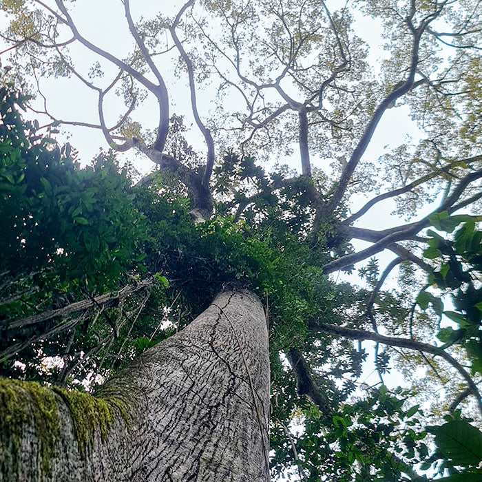 力強い Samaúma セイバ・ペンタンドラの木を撃った Katukina 部族は部族の土地で暮らす。