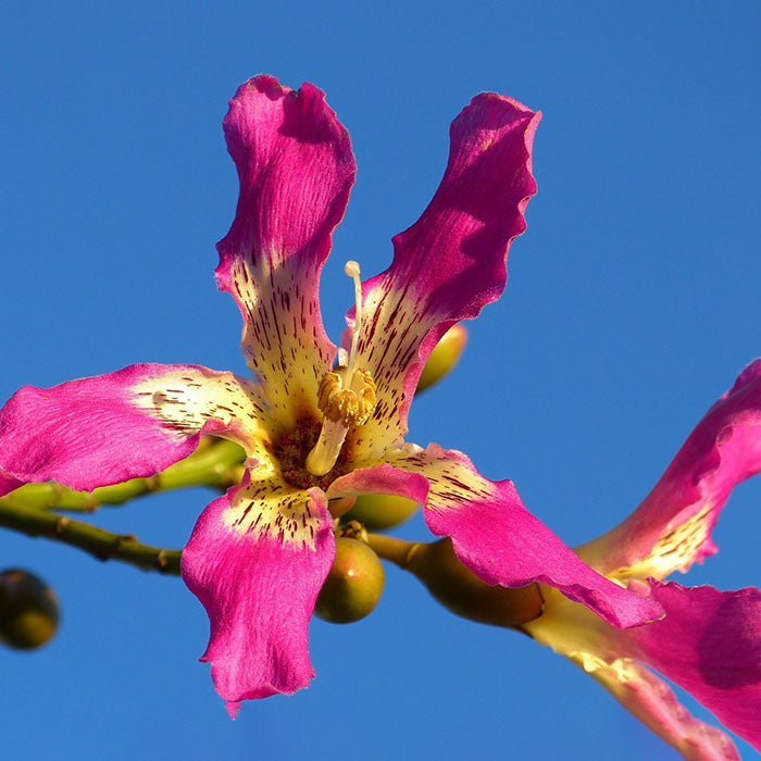 の花 Samaúma 木（セイバ・ペンタンドラ）。