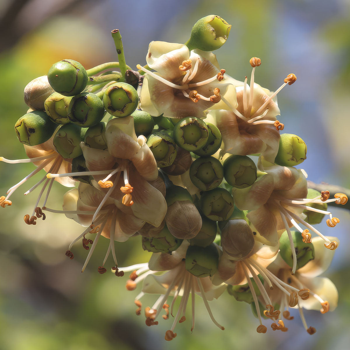 Samauma (Ceiba pentandra) flower in bloom — the sacred blossom used in Katukina Samauma Flower Hapé