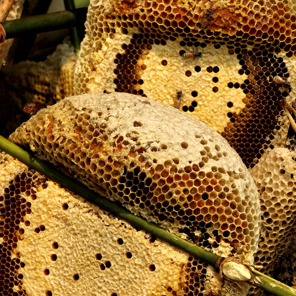 Wild jungle honeycomb — the jungle honey used to ferment Katukina Tsunu Extra Strong Hapé