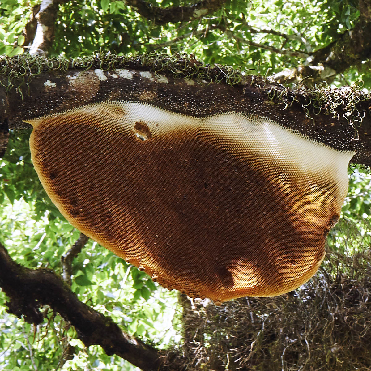 Yaminawa Wild Propolis Hapé