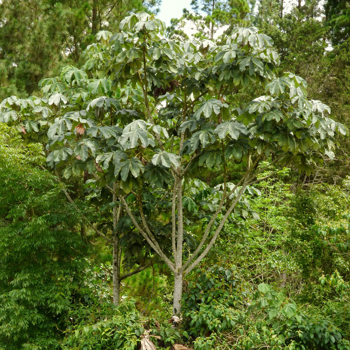 Cecropia angustifolia (Embaúba) tree in the Amazon Basin, botanical ingredient in Kuntanawa Iutikawa rapé