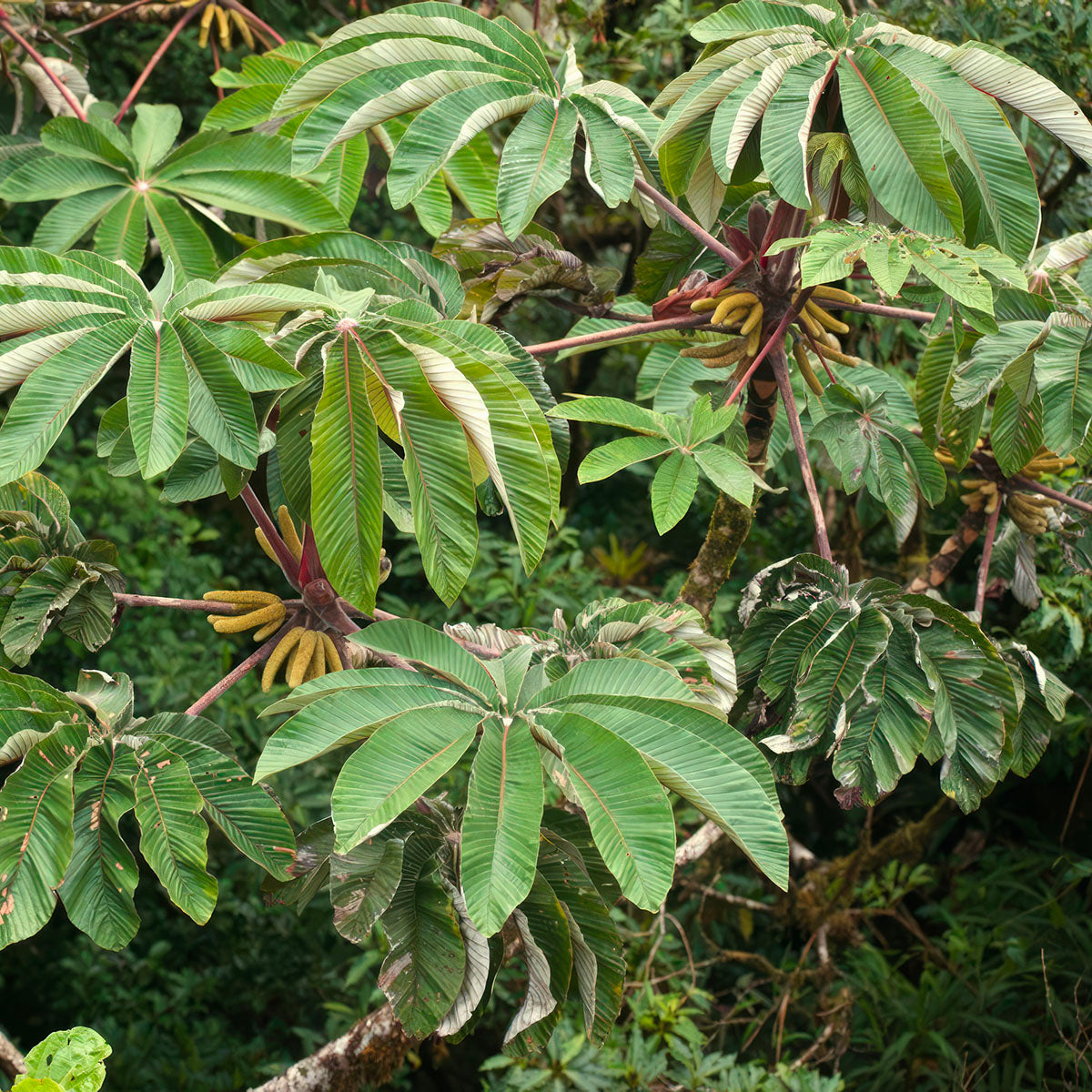 Young Cecropia angustifolia (Embaúba) in the Amazon jungle, botanical ingredient in Kuntanawa Iutikawa rapé