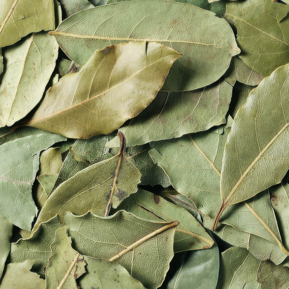 Bay laurel (Laurus nobilis) dried leaves, key botanical in Kuntanawa Louro rapé