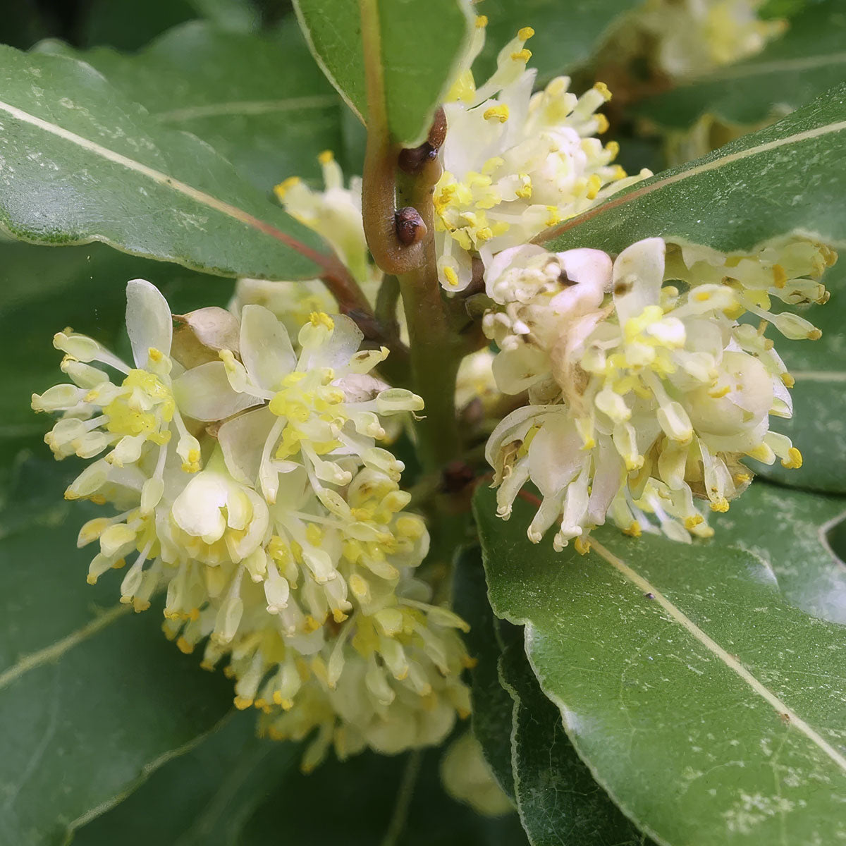 Bay laurel (Laurus nobilis) flowers, botanical ingredient in Kuntanawa Louro rapé