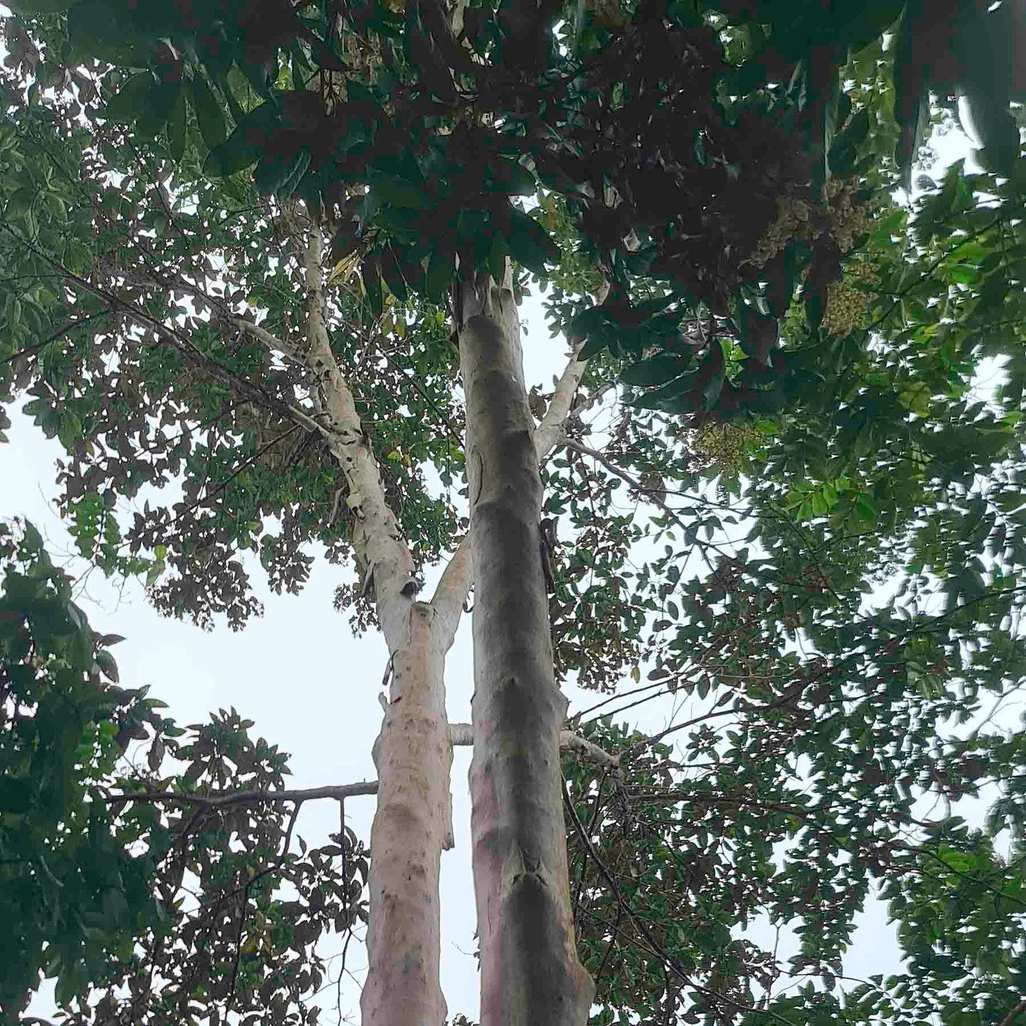 Mulateiro (Calycophyllum spruceanum) TOP Amazon Jungle