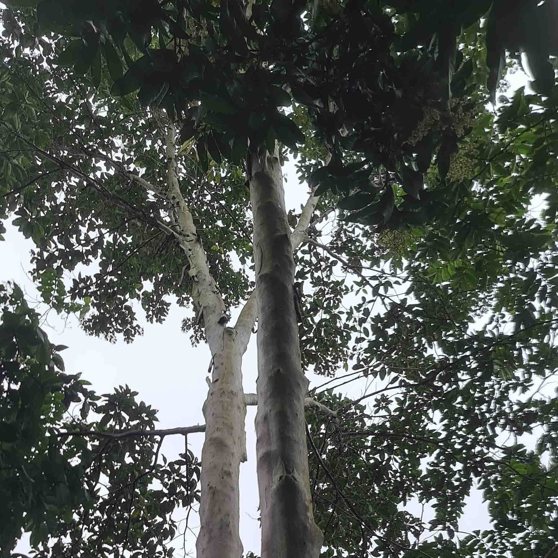 Mulateiro (Calycophyllum spruceanum) TOP Amazon Jungle