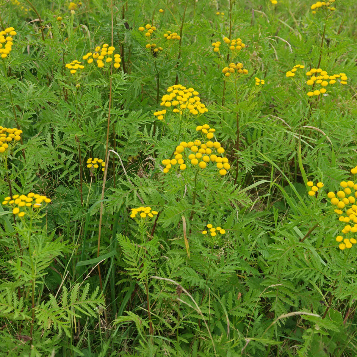 Mulatinha (Tanacetum vulgare) growing in the wild, botanical ingredient in Nukini Mulata rapé