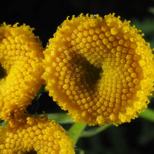 Mulatinha (Tanacetum vulgare) flower close-up, key botanical in Nukini Mulata rapé
