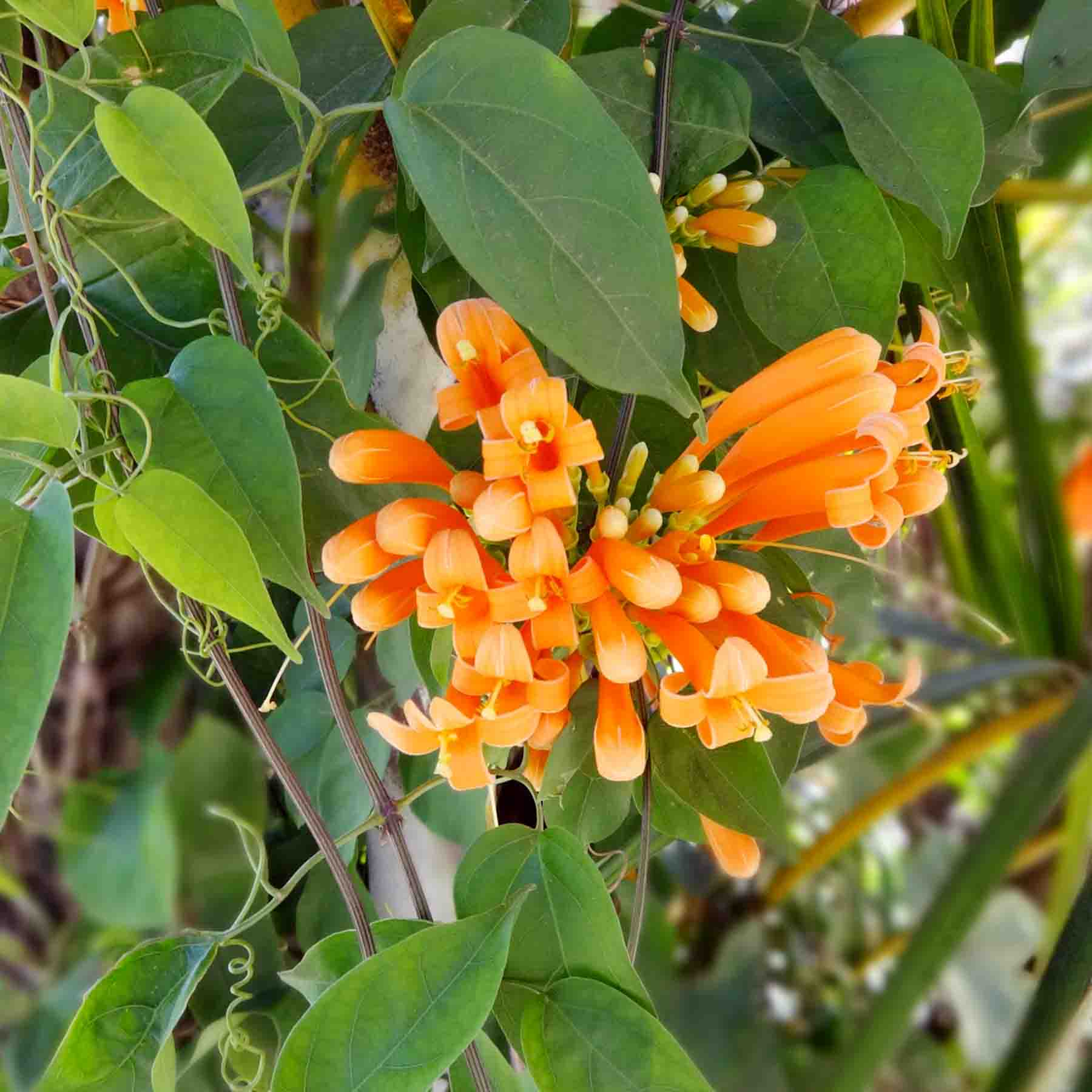 The Orange Trumpet Vine (Pyrostegia venusta) Orange Flowers on the Vine, part of Muka rapé Snuff