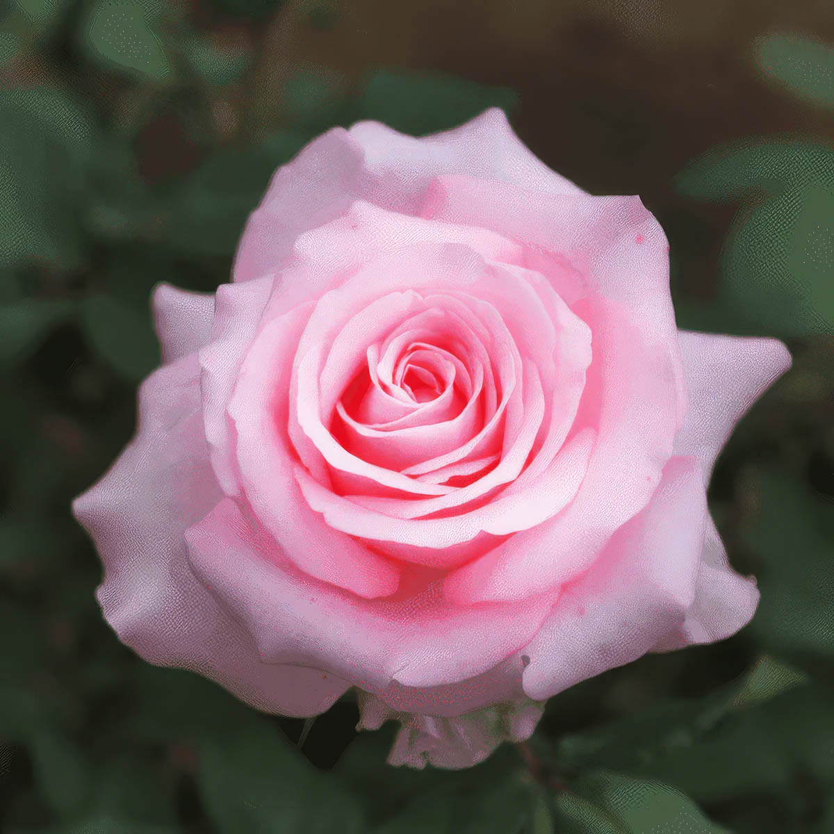 Pink rose petals used in Yawanawá Rosa Rapé (Hapé) — associated with warmth, self-love, and heart opening