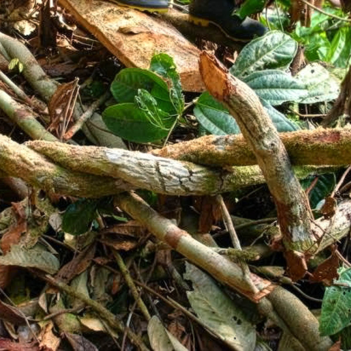 Twisted stems of the Saracura liana (Pseudoconnarus rhynchosioides) — a rarely photographed climbing vine, Amazonian forest floor, Brazil