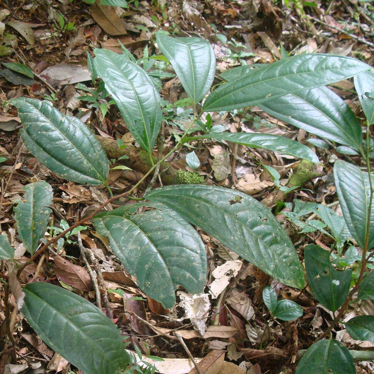 Saracura vine (Pseudoconnarus rhynchosioides) on the Amazon forest floor, Acre, Brazil — one of the rarest documented Amazonian lianas