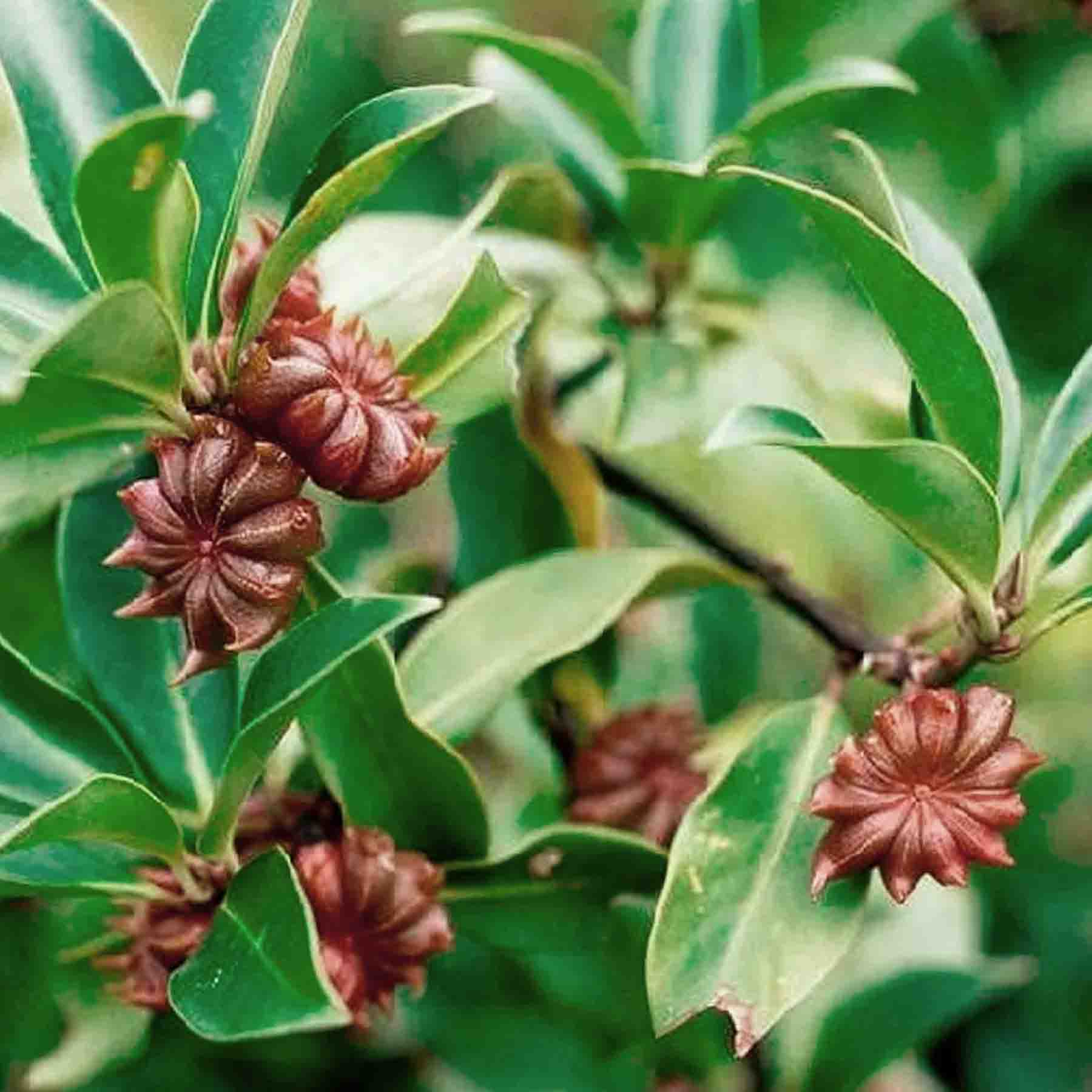 Star Anise used in Katukina Aniz Rapé