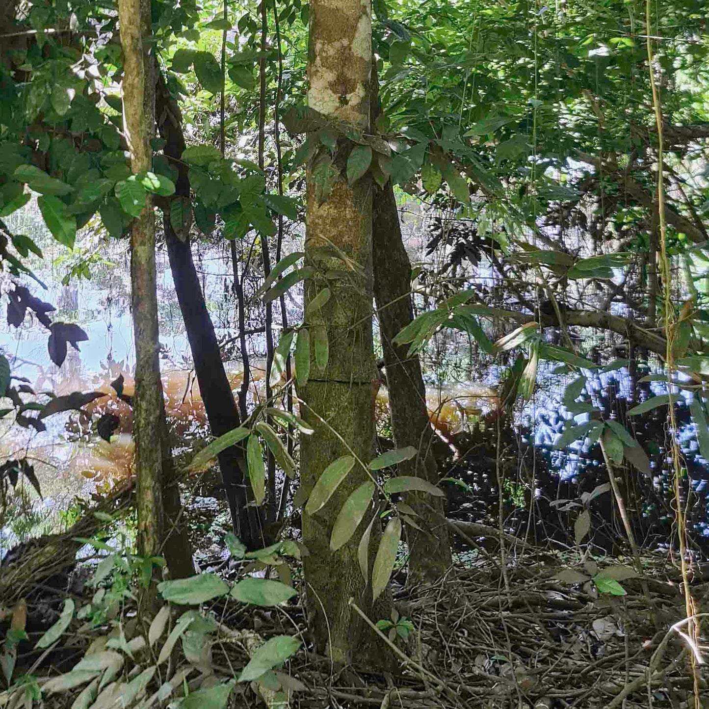 Tsunu (Platycyamus regnellii) BASE Amazon Jungle Tree