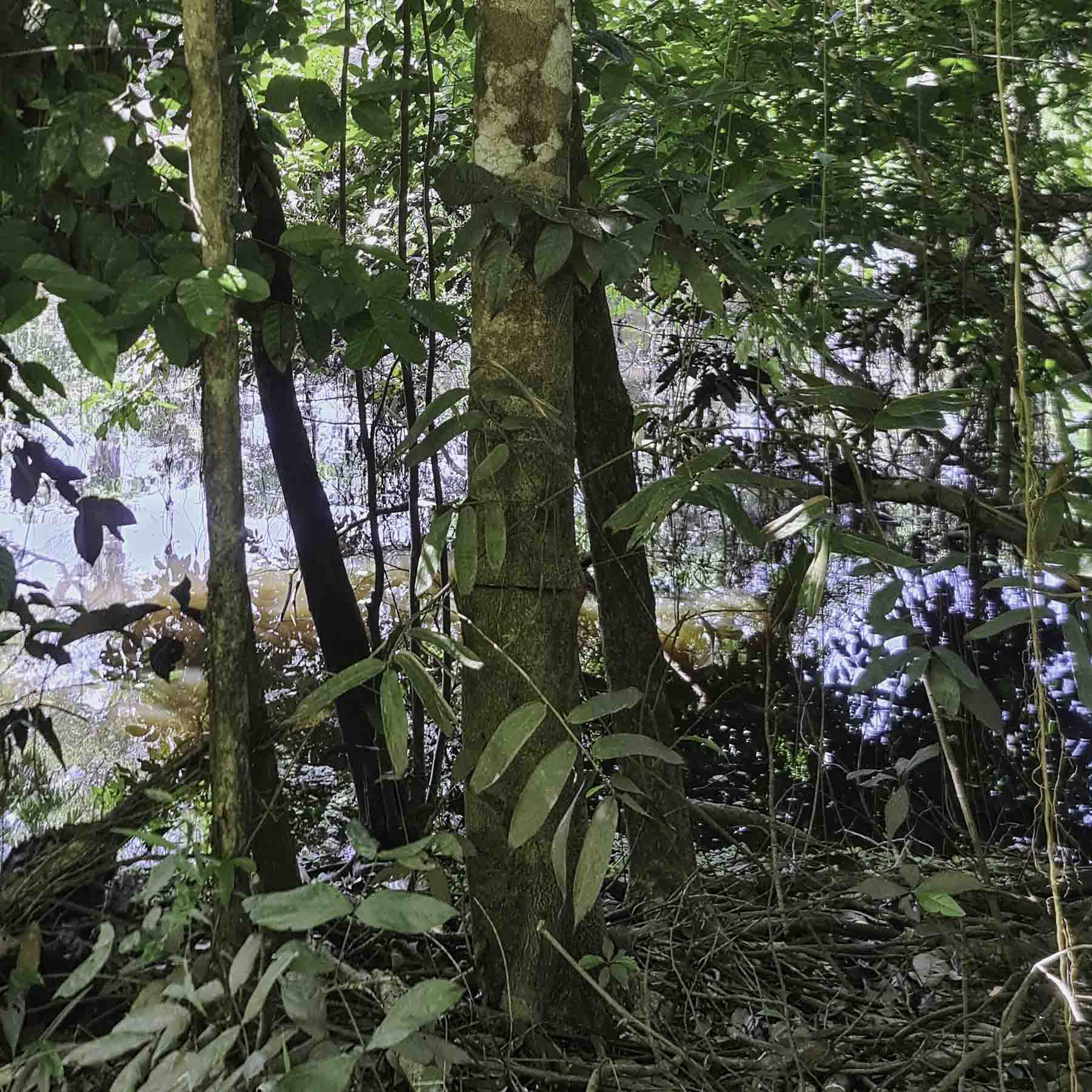 Tsunu (Platycyamus regnellii) BASE Amazon Jungle Tree