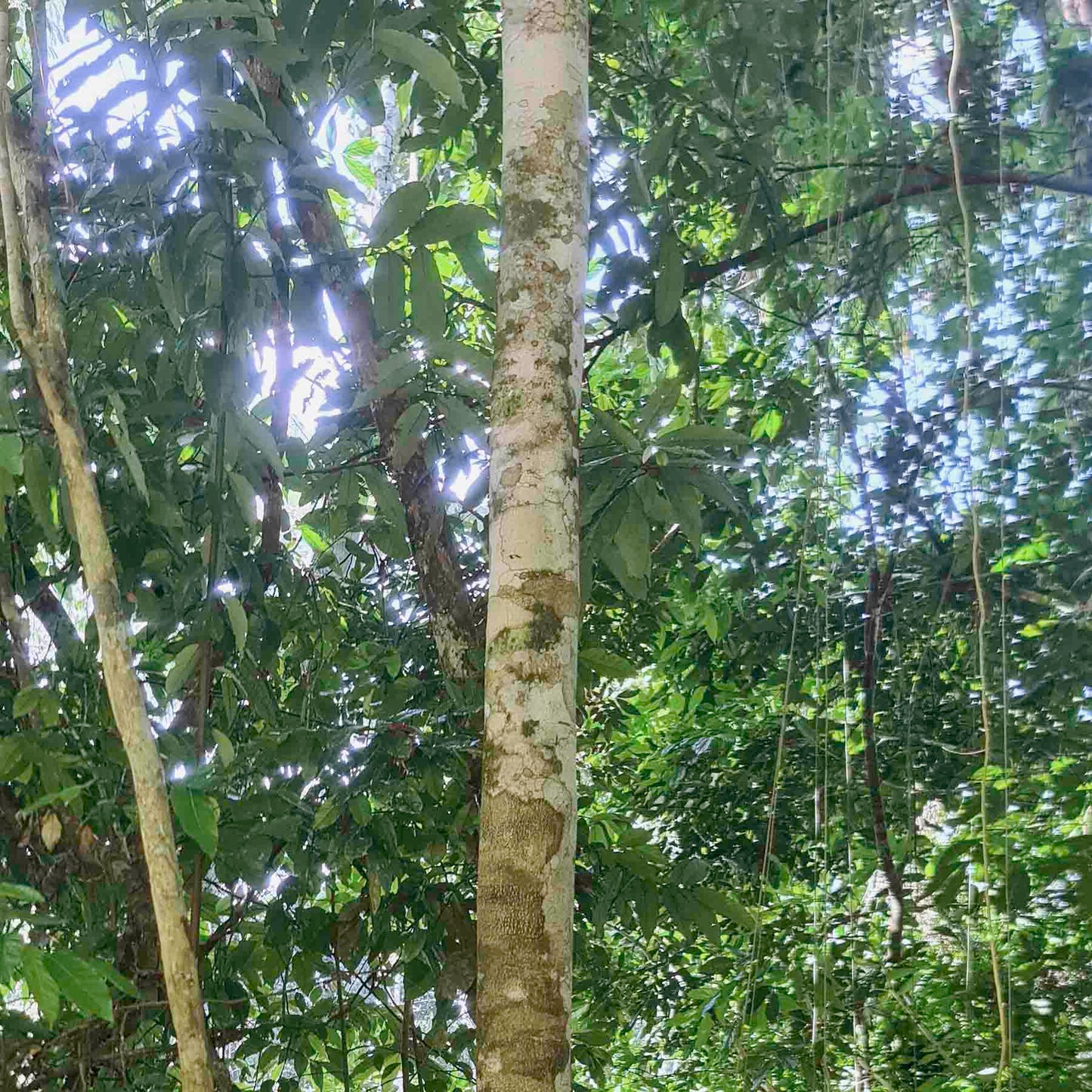 Tsunu (Platycyamus regnellii) TOP Amazon Jungle Tree