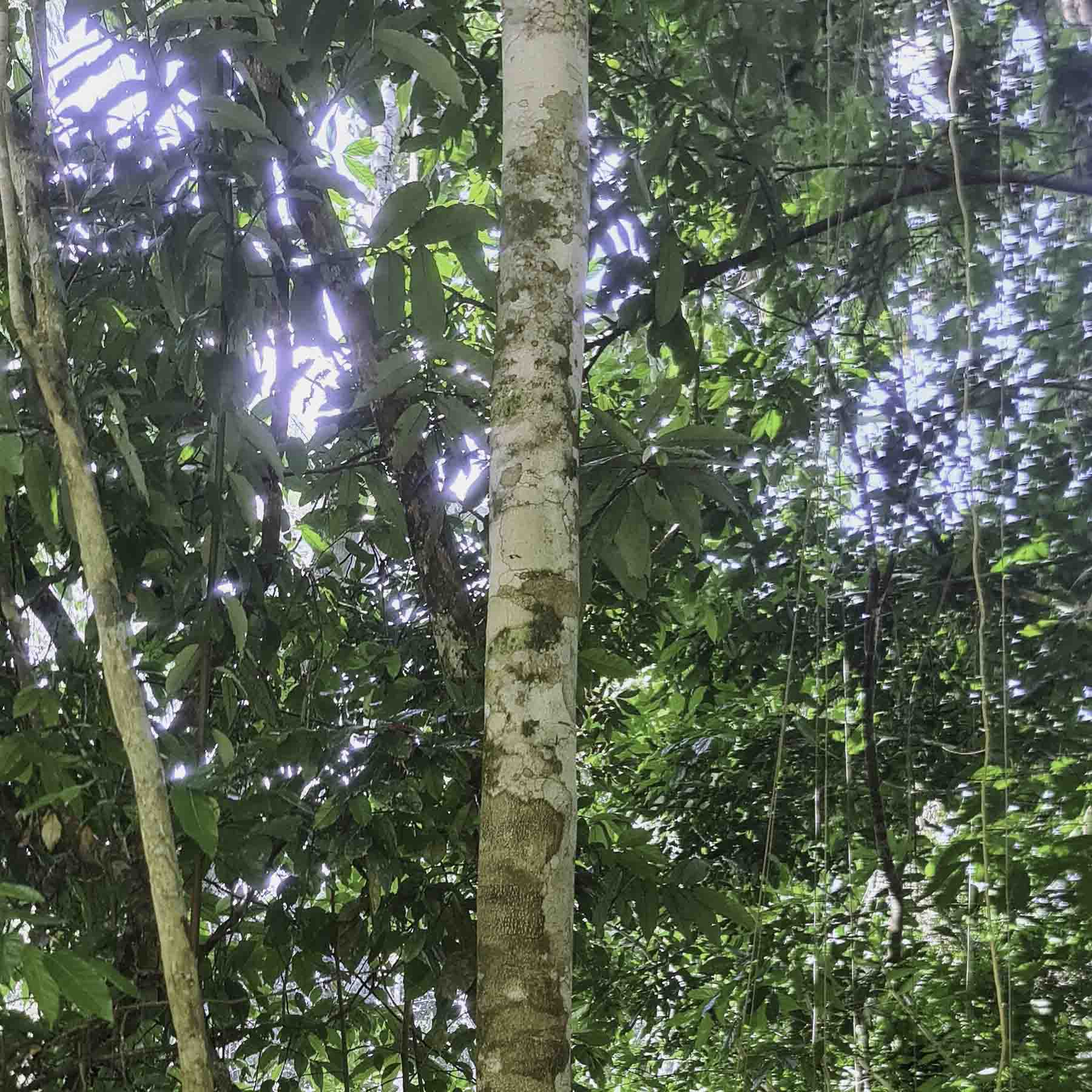 Tsunu (Platycyamus regnellii) TOP Amazon Jungle Tree