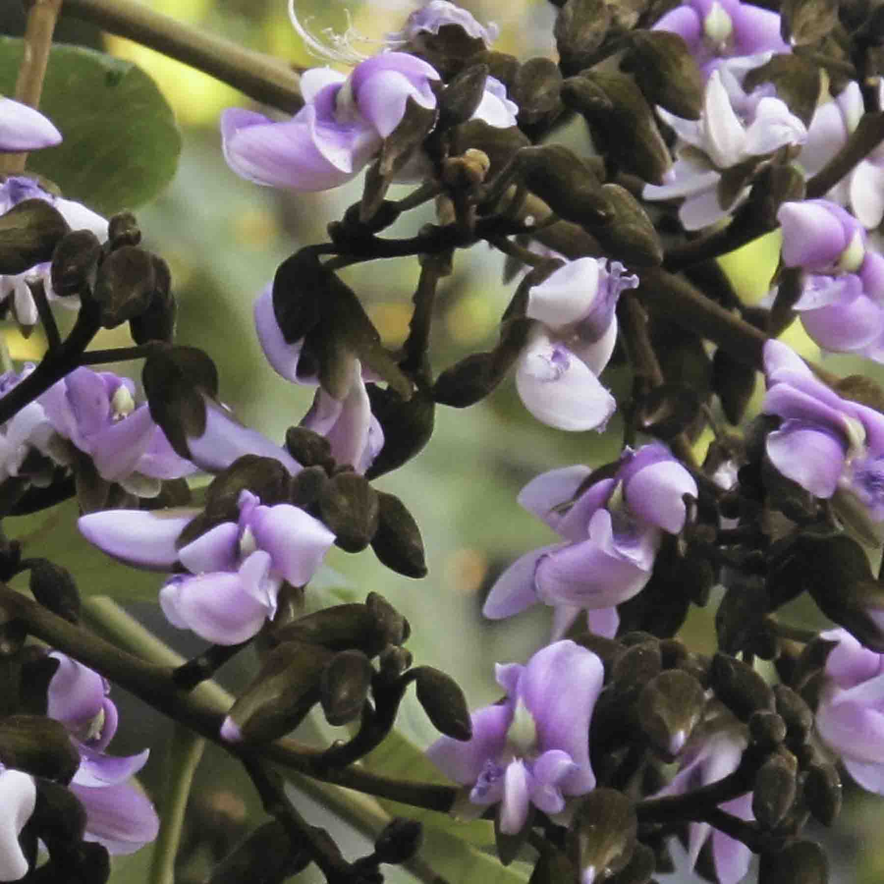 Tsunu Tree Flowers  (Platycyamus regnellii)