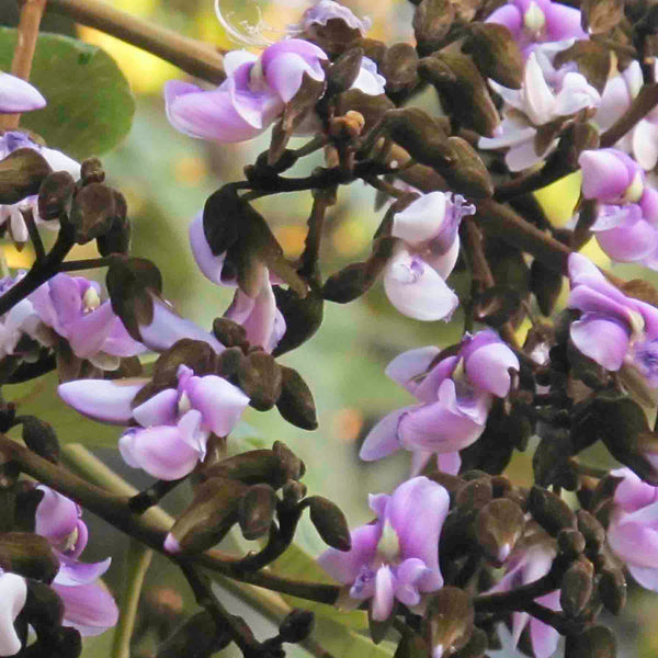 Tsunu (Platycyamus regnellii) lavender flowers in the Amazon rainforest