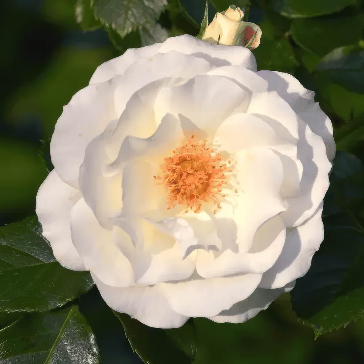 White rose petals used in Yawanawá Rosa Rapé (Hapé) — associated with purification, inner peace, and forgiveness