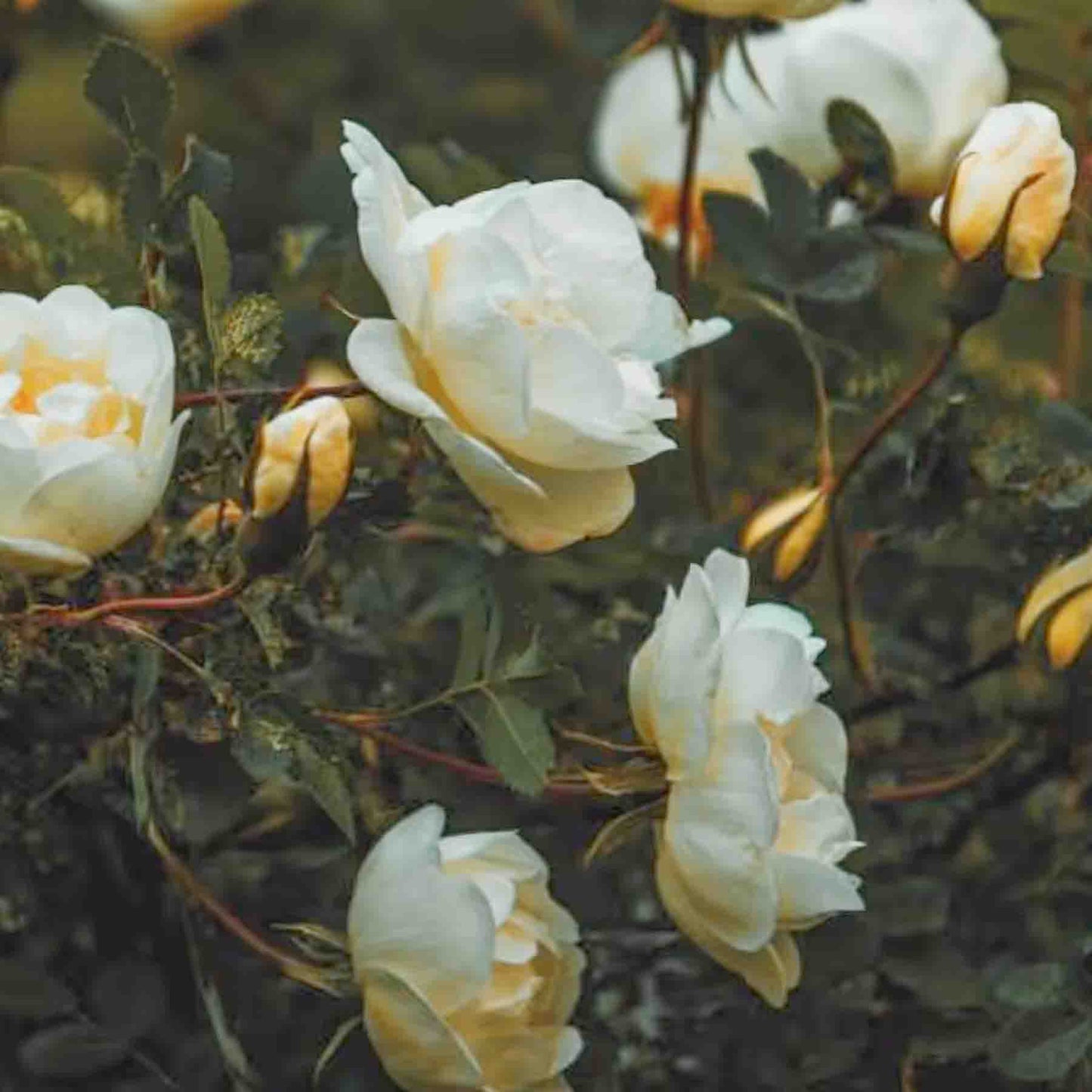 Rosas blancas para Nukini Rosa Blanca Rapé (Hapé) rapé