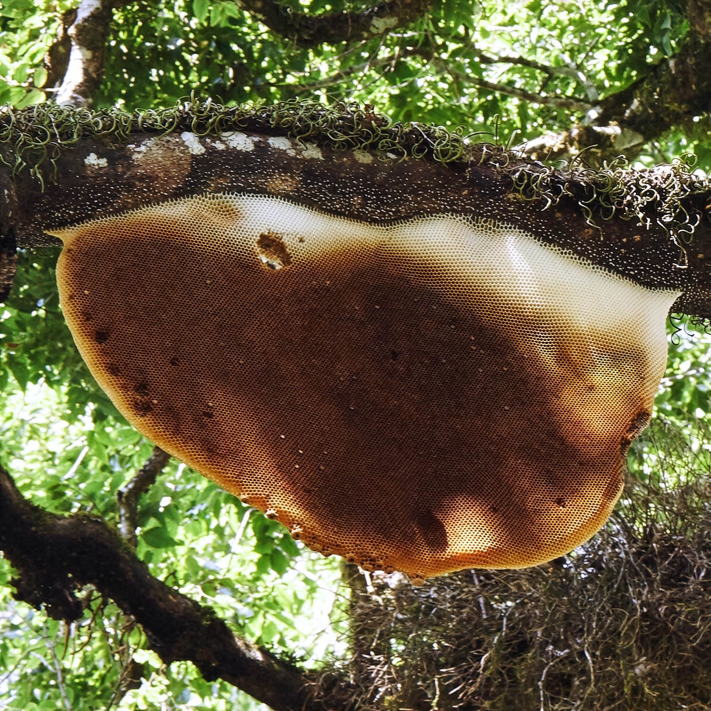 Wild Propolis Hapé – Yaminawa Tribe