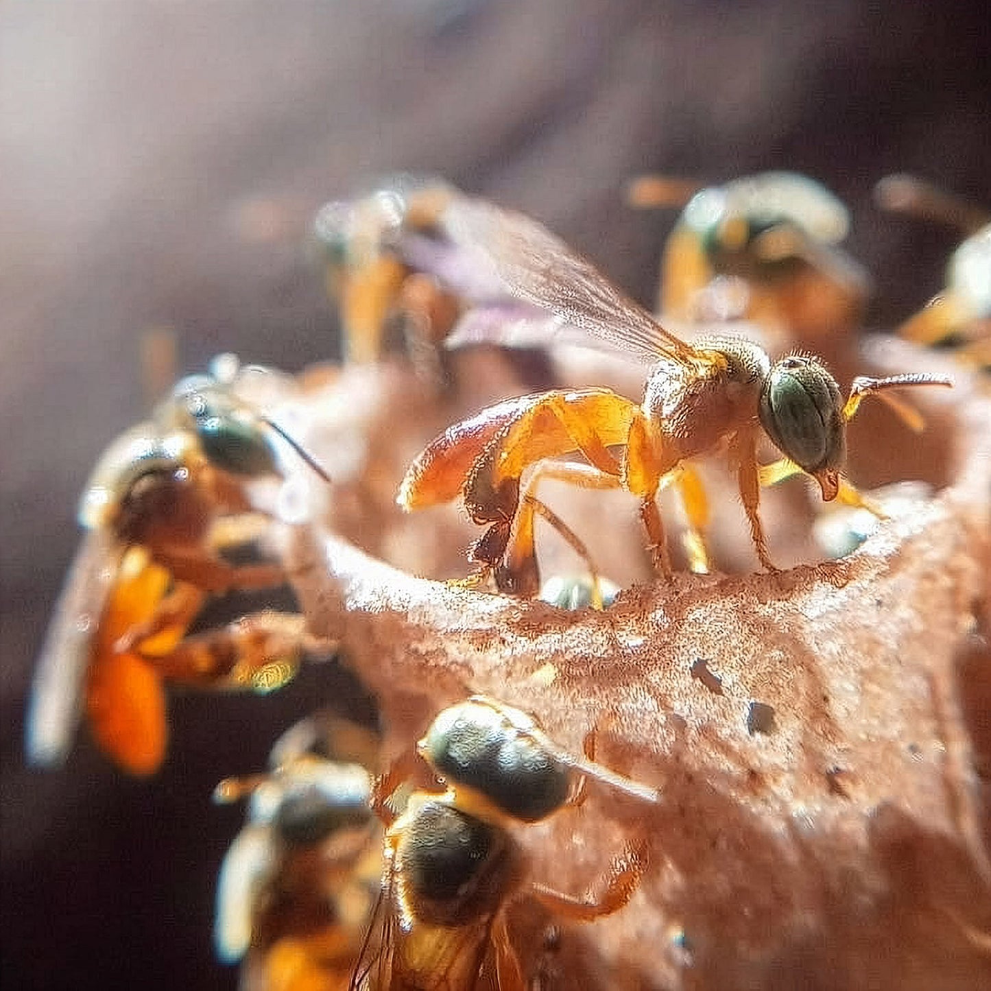 Wild Propolis Hapé – Yaminawa Tribe
