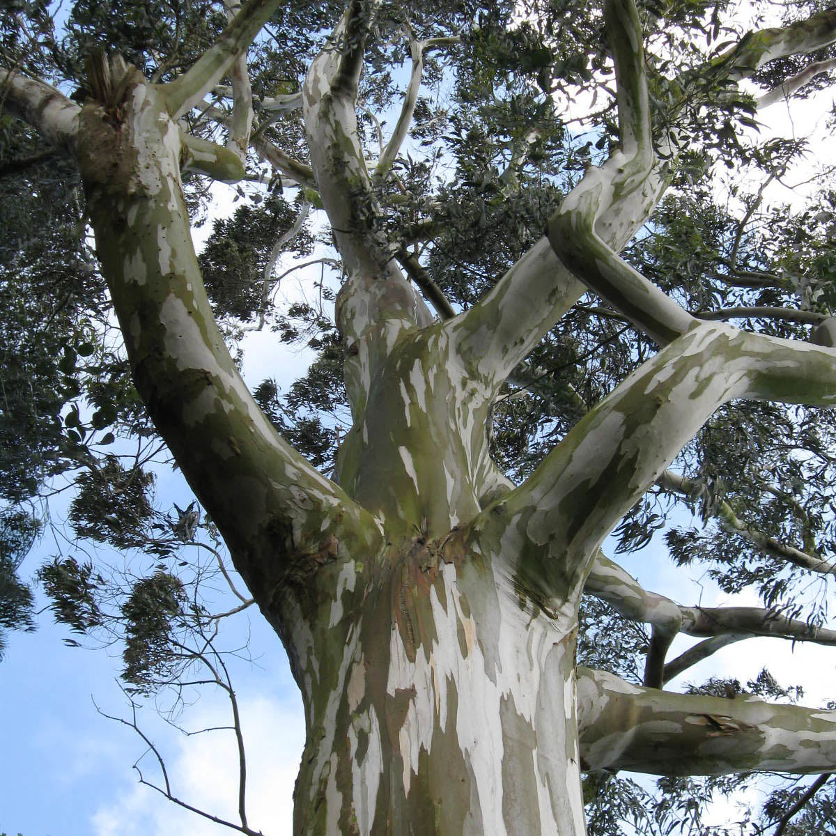 Eucalyptus globulus (Blue Gum) tree looking up at the white-barked trunk and spreading canopy, the source tree of Yawanawá Eucalyptus rapé
