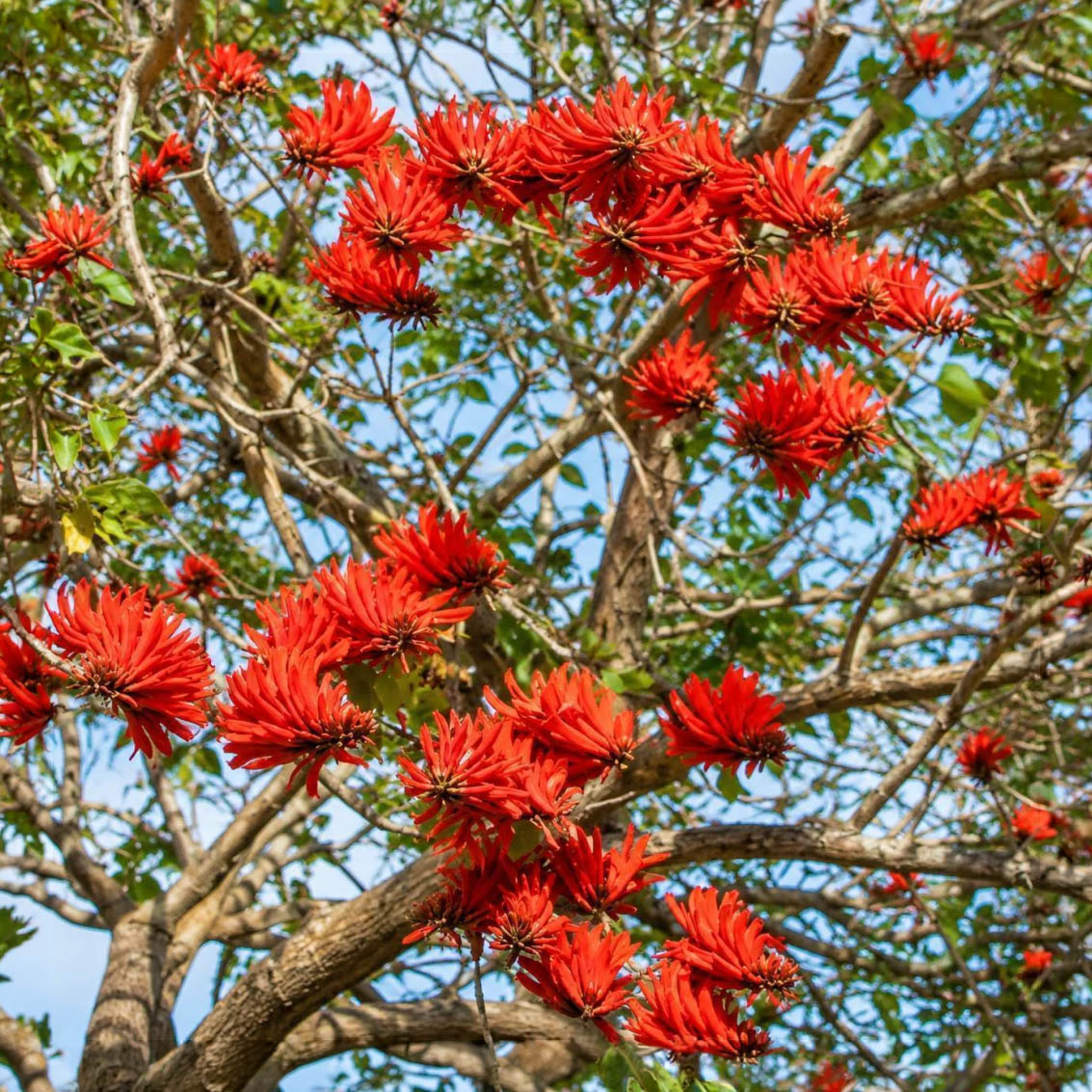 Erythrina mulungu (Coral Tree) canopy in full bloom — used in Yawanawa Mulungu rapé