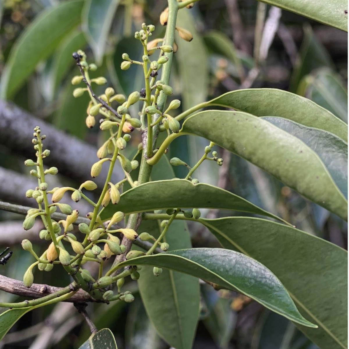 Pixuri plant (Licaria puchury-major) in flower — wild-harvested Amazonian laurel-family seed used in Katukina Tsunu Hapé