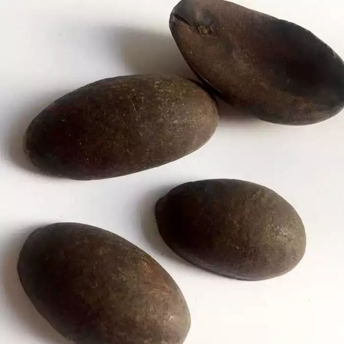 Pixuri seeds (Licaria puchury-major) — rare wild-harvested Amazonian spice seed in Katukina Tsunu Hapé