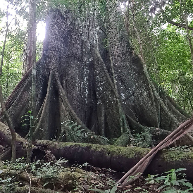 The great buttress roots of the Samauma (Ceiba sp.) tree in the Amazon rainforest