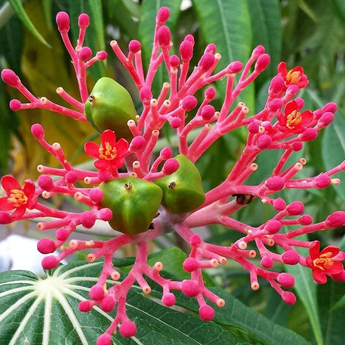 La flor de Coral (Jatropha multifida) utilizada en la fórmula de Vashawa rapé rapé de la tribu Yawanawa de Acre, Brasil 