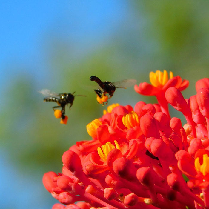 Abejas explorando la Flor de Coral (Jatropha multifida) utilizada en la fórmula de Vashawa rapé rapé de la tribu Yawanawa de Acre, Brasil