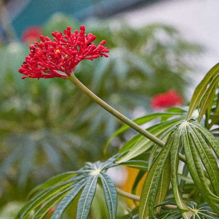 La 'Flor de Coral' utilizada en la fórmula de Vashawa rapé rapé de la tribu Yawanawa de Acre, Brasil 