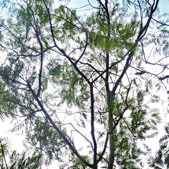 Yopo tree (Anadenanthera peregrina) canopy from below, the plant in this month's featured hapé