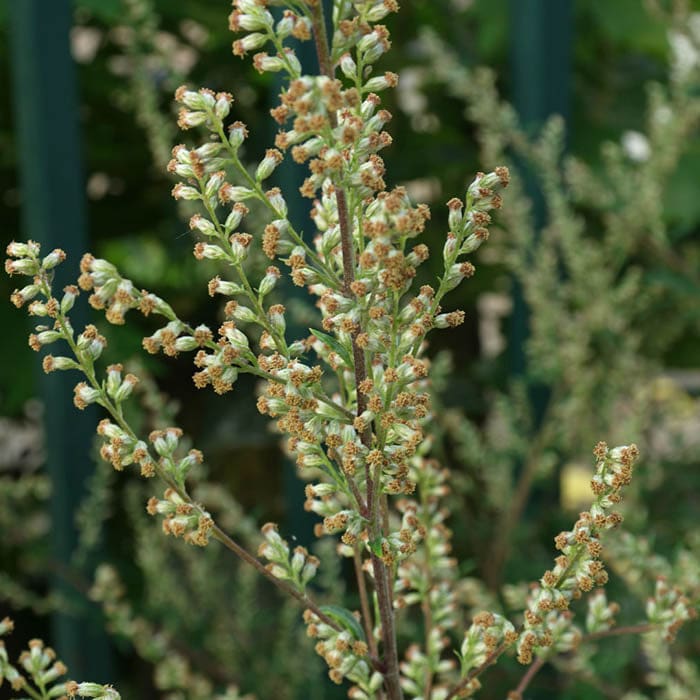 Katukina • Artemisia Rapeh | Healing | Sacred Medicine | United States / 2