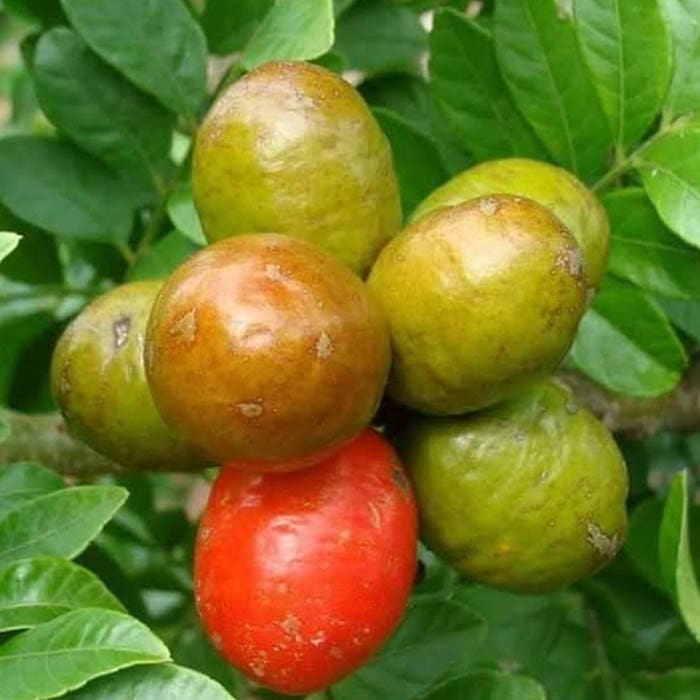 Katukina • Catuaba Rapeh katukina catuaba rapeh amazonian blend natural aphrodisiac
