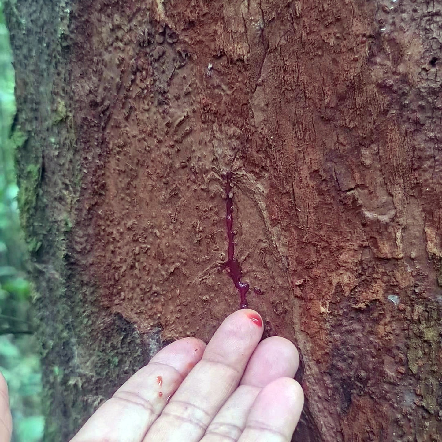 Deep-red dragon's blood sap (sangre de grado) running from the bark of a wild Croton lechleri tree onto a fingertip in the Amazon rainforest