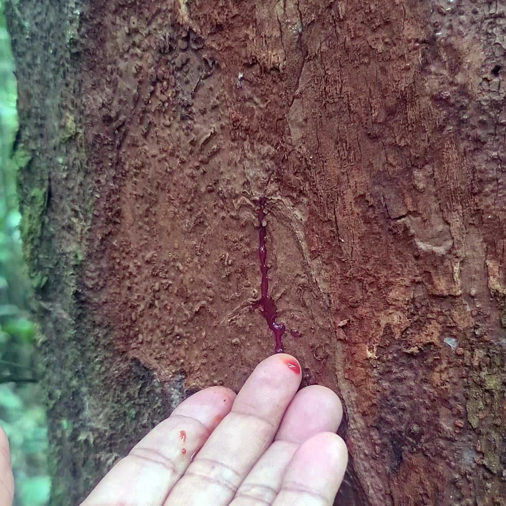 Deep-red dragon's blood sap (sangre de grado) running from the bark of a wild Croton lechleri tree onto a fingertip in the Amazon rainforest