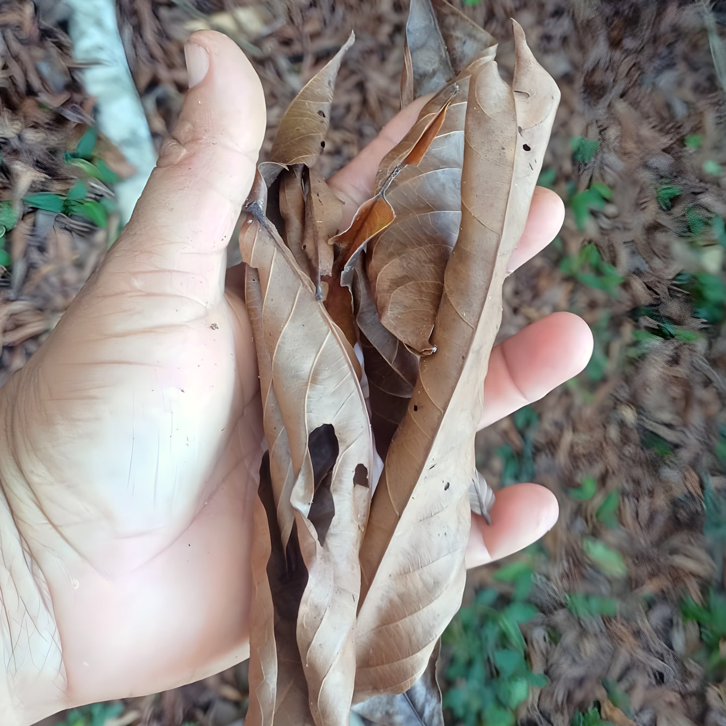 Dried Pau Pereira leaves held in the hand, gathered from the forest floor in Acre, Brazil