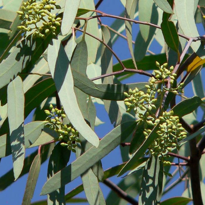 Yawanawá • Eucalyptus Rapeh eucalyptus rapeh yawanawá