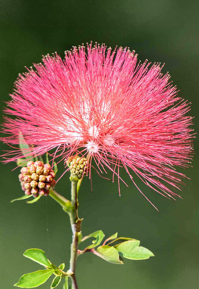 Pink bobinsana flower (Calliandra angustifolia), the plant in this month's featured hapé