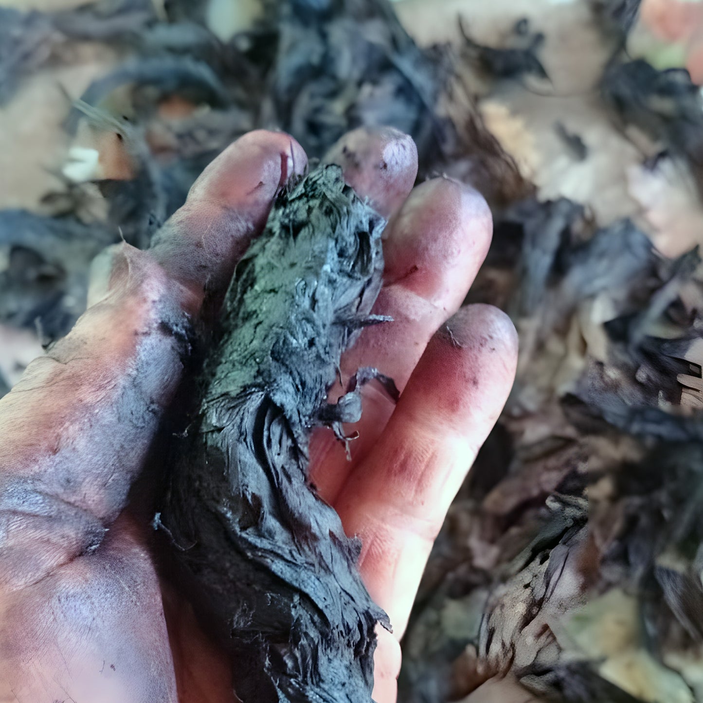 A handful of dark Amazonian tobacco, fermented in plant sap and honey for many months — the base for traditional rapé (hapé)