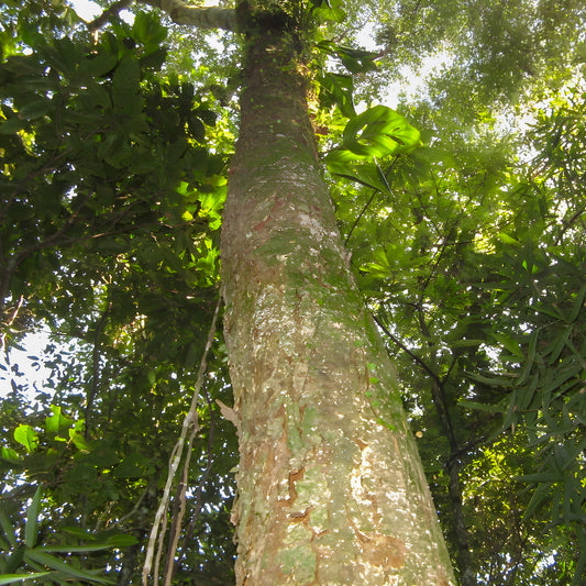 Guanandi (Calophyllum brasiliense) tree in the Amazon rainforest, Acre, Brazil — the flooded-forest tree whose wood ash the Katukina use in Bashawa Hapé