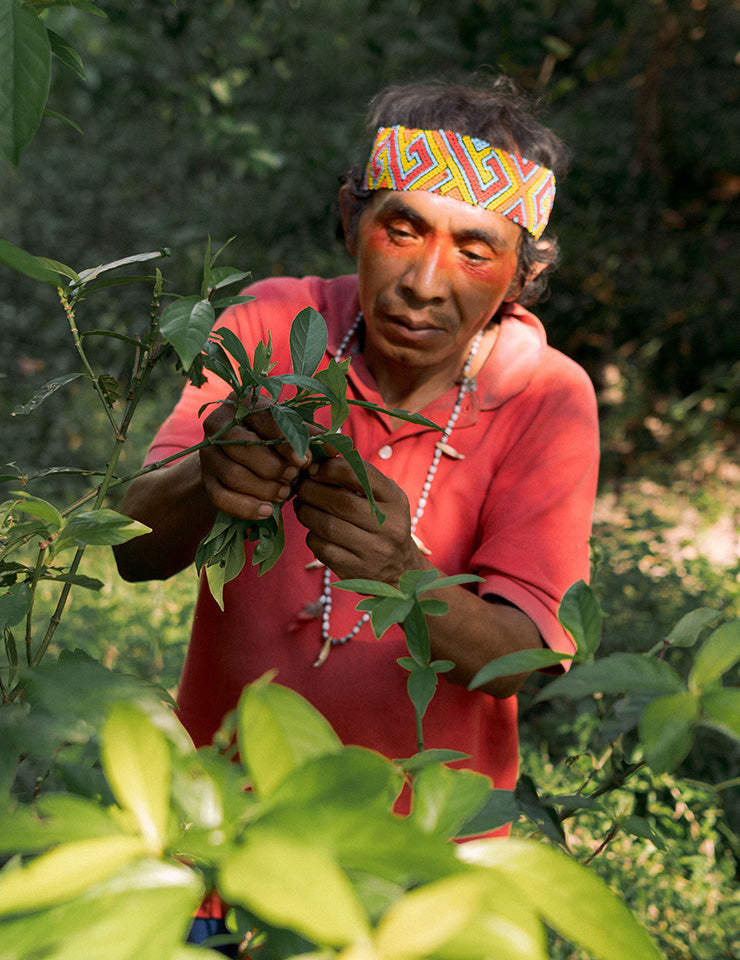 Medicine maker collecting plants by hand in the forest, Acre, Brazil