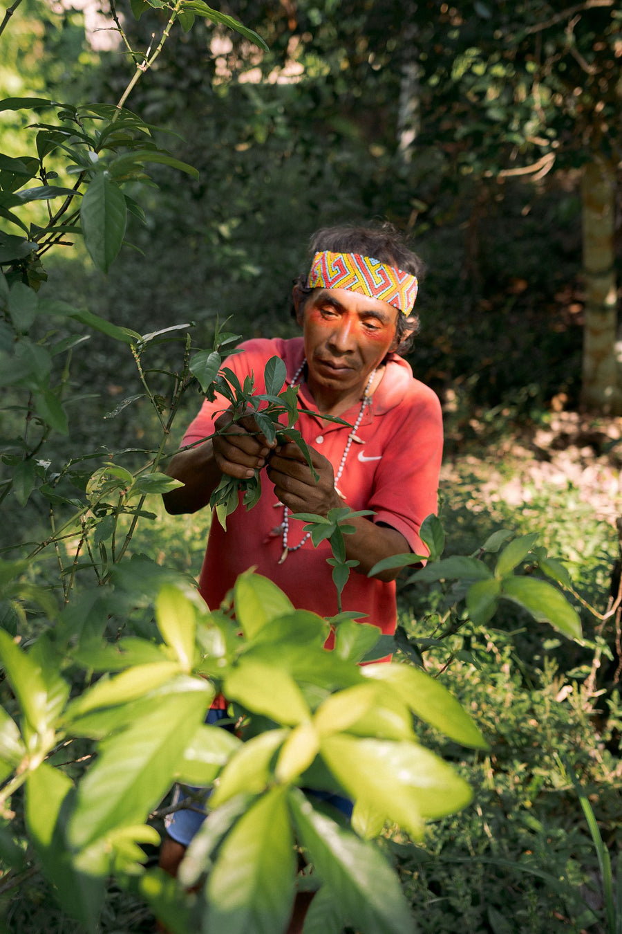 A Huni Kuin medicine man harvests chacruna, the mother plant of Ayahuasca
